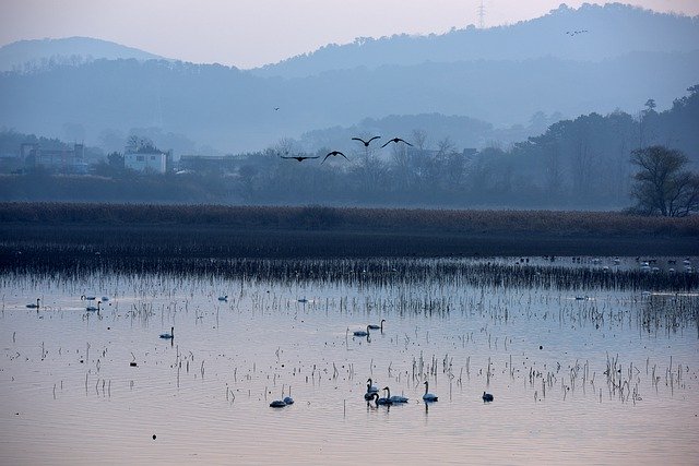 Descărcare gratuită The Main South Reservoir Migratory - fotografie sau imagine gratuită pentru a fi editată cu editorul de imagini online GIMP