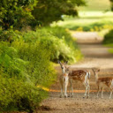 The Majestic Deer: A Gentle Spirit of the Wild  screen for extension Chrome web store in OffiDocs Chromium