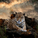 The Majestic Leopard: A Stealthy and Powerful Hunter  screen for extension Chrome web store in OffiDocs Chromium