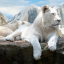 The Majestic White Lion  screen for extension Chrome web store in OffiDocs Chromium