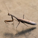 The mantis hides in the tree trunk  screen for extension Chrome web store in OffiDocs Chromium