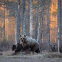 The Mighty Bear: A Symbol of Strength and Wilderness  screen for extension Chrome web store in OffiDocs Chromium