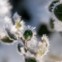 The mist dragon turned to stone  screen for extension Chrome web store in OffiDocs Chromium