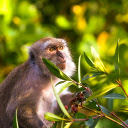 The monkey picks purple myrtle  screen for extension Chrome web store in OffiDocs Chromium