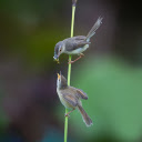 The mother bird feeds the prey  screen for extension Chrome web store in OffiDocs Chromium