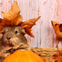 The mouse and the leaf  screen for extension Chrome web store in OffiDocs Chromium