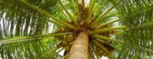 Free download THENNAI MARAM N free photo or picture to be edited with GIMP online image editor
