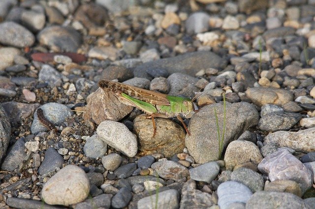 Скачать бесплатно The Noise Of Summer Locusts Die - бесплатную фотографию или картинку для редактирования с помощью онлайн-редактора GIMP