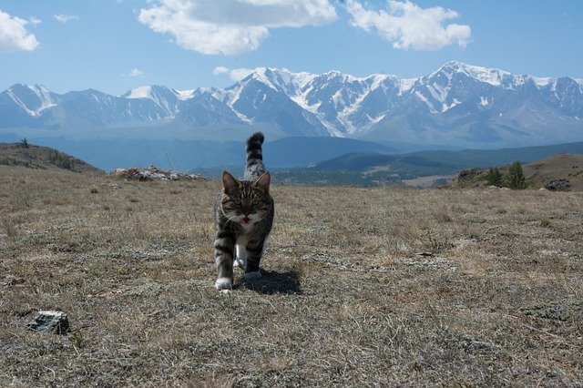Free download The North-Chuyskiy Ridge Altai Cat -  free photo or picture to be edited with GIMP online image editor