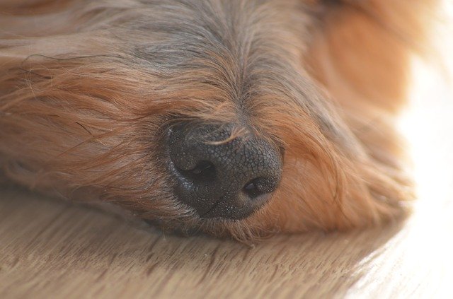 Libreng download The Nose Dog Mammal Sense Of - libreng larawan o larawan na ie-edit gamit ang GIMP online na editor ng imahe