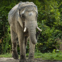 The old elephant  screen for extension Chrome web store in OffiDocs Chromium