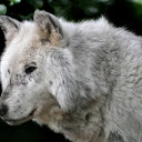 The Old Wolf  screen for extension Chrome web store in OffiDocs Chromium