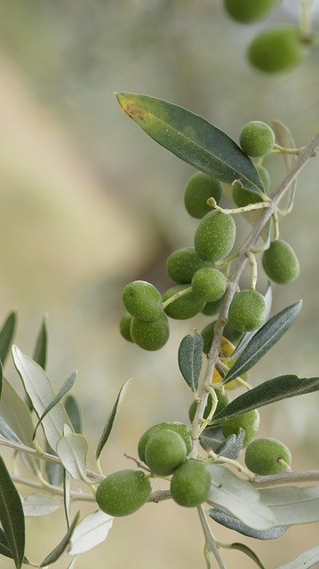 Free download The Olives Olive Tree -  free photo or picture to be edited with GIMP online image editor