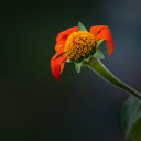 The orange flower lost its petals  screen for extension Chrome web store in OffiDocs Chromium