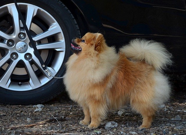 Muat turun percuma The Orange Spitz Dog - foto atau gambar percuma untuk diedit dengan editor imej dalam talian GIMP