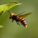 The painted bee  screen for extension Chrome web store in OffiDocs Chromium