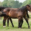 The pair of war horses  screen for extension Chrome web store in OffiDocs Chromium