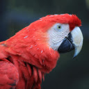 The parrot red amazon  screen for extension Chrome web store in OffiDocs Chromium