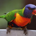 The parrot stands out  screen for extension Chrome web store in OffiDocs Chromium
