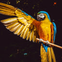 The Parrot yellow  screen for extension Chrome web store in OffiDocs Chromium