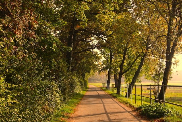 Free download the path autumn walk leafy tree free picture to be edited with GIMP free online image editor