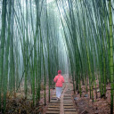 The Path Between Bamboo Forest  screen for extension Chrome web store in OffiDocs Chromium