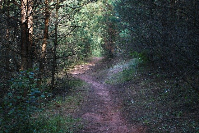 Muat turun percuma The Path Forest Tree - foto atau gambar percuma untuk diedit dengan editor imej dalam talian GIMP