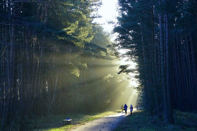 Free download the path forest trees sunlight way free picture to be edited with GIMP free online image editor