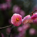 The peach branch is shy  screen for extension Chrome web store in OffiDocs Chromium