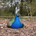 The peacock lies down to rest  screen for extension Chrome web store in OffiDocs Chromium