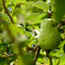 The pear was stung by a bee  screen for extension Chrome web store in OffiDocs Chromium