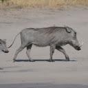 The Pig and the Tusks  screen for extension Chrome web store in OffiDocs Chromium