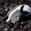 The pig wallows in the soil  screen for extension Chrome web store in OffiDocs Chromium