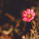 The pink flower  screen for extension Chrome web store in OffiDocs Chromium