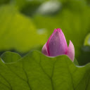 The pink lotus is shy  screen for extension Chrome web store in OffiDocs Chromium