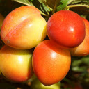 The plums are plump  screen for extension Chrome web store in OffiDocs Chromium