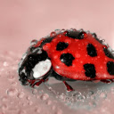 The polka dotted ladybug  screen for extension Chrome web store in OffiDocs Chromium