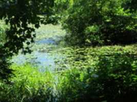 Free download The Pond at the Oak Knoll Wildlife Sanctuary free photo or picture to be edited with GIMP online image editor
