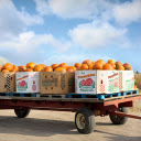 The pumpkin cart is full  screen for extension Chrome web store in OffiDocs Chromium