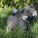 The puppy trotted in the grass garden  screen for extension Chrome web store in OffiDocs Chromium