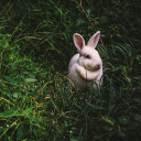 The rabbit lies on the grass  screen for extension Chrome web store in OffiDocs Chromium