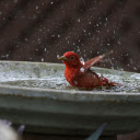 The red bird splashed water  screen for extension Chrome web store in OffiDocs Chromium