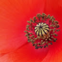 The red flower petals  screen for extension Chrome web store in OffiDocs Chromium