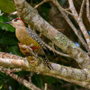 The red headed woodpecker  screen for extension Chrome web store in OffiDocs Chromium