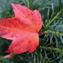 The red maple leaf falls  screen for extension Chrome web store in OffiDocs Chromium