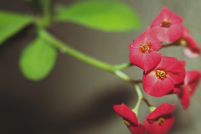 Modèle Photo Les Fleurs De Cactus Rose Rouge - pour OffiDocs