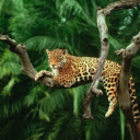The Resting Leopard: A Silent Watcher in the Trees  screen for extension Chrome web store in OffiDocs Chromium