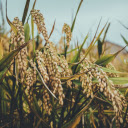 The rice flowers are round and heavy  screen for extension Chrome web store in OffiDocs Chromium The rice flowers are round and heavy  screen for extension Chrome web store in OffiDocs Chromium