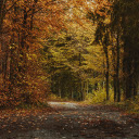 The road into the forest  screen for extension Chrome web store in OffiDocs Chromium