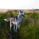 The road is full of grass and dogs  screen for extension Chrome web store in OffiDocs Chromium